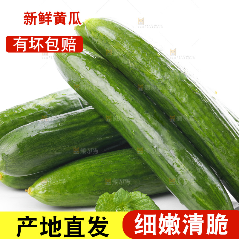 白底上摆放着嫩黄瓜