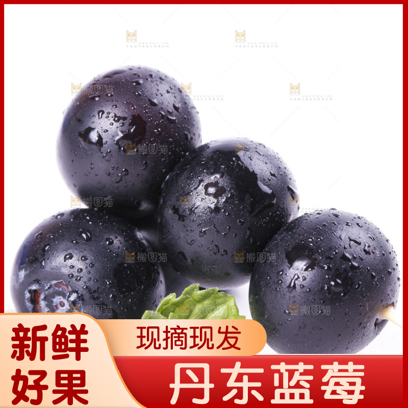 白底上摆放着高山蓝莓