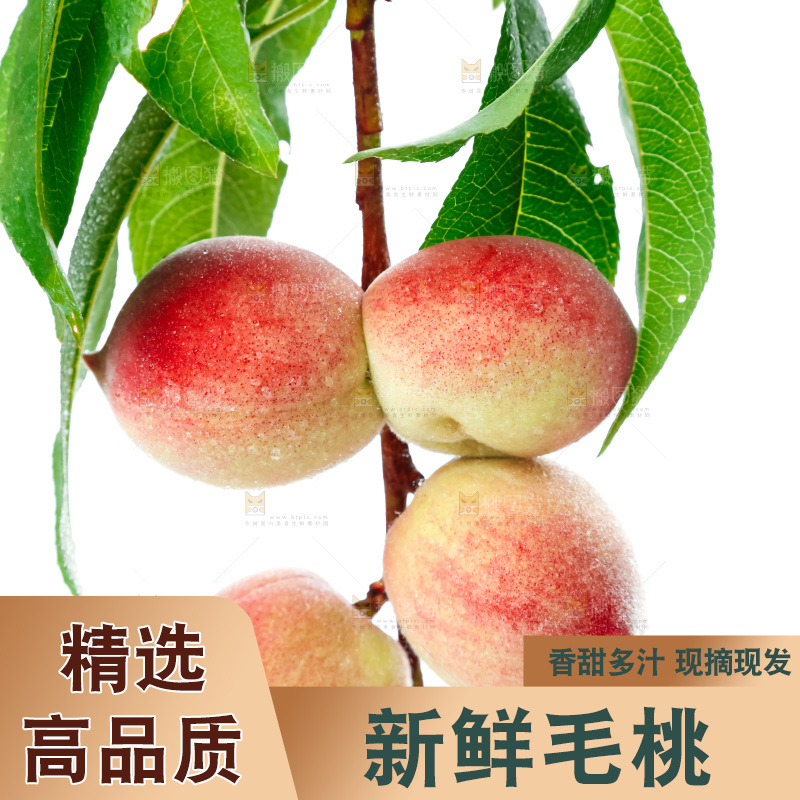 白底上摆放着毛桃