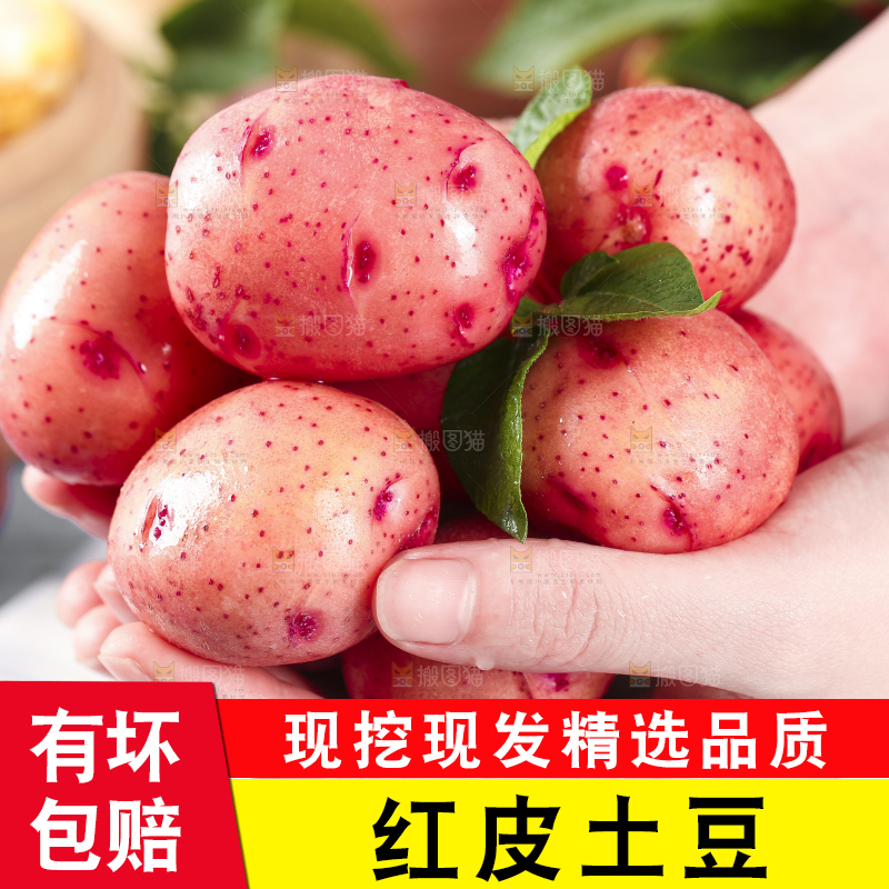 手里捧着红皮土豆