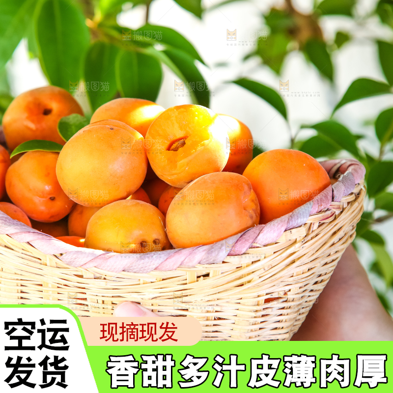 手里拿着一篮大黄杏