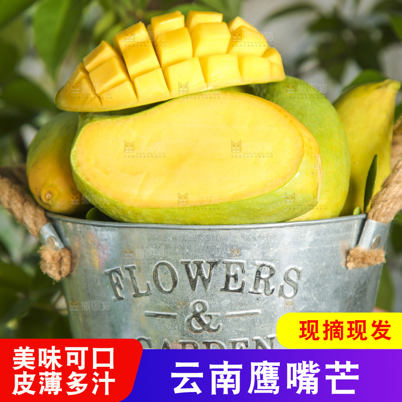 小铁桶里装着云南鹰嘴芒