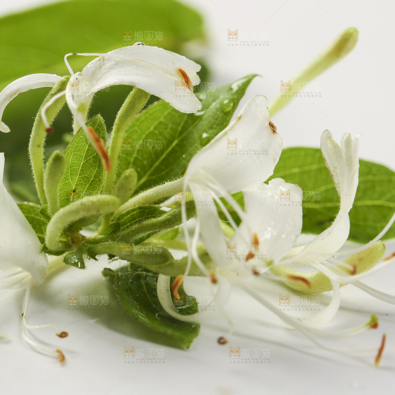 白底上的金银花