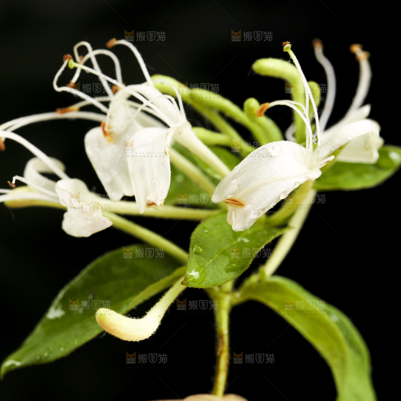 黑底上放着清凉金银花茶