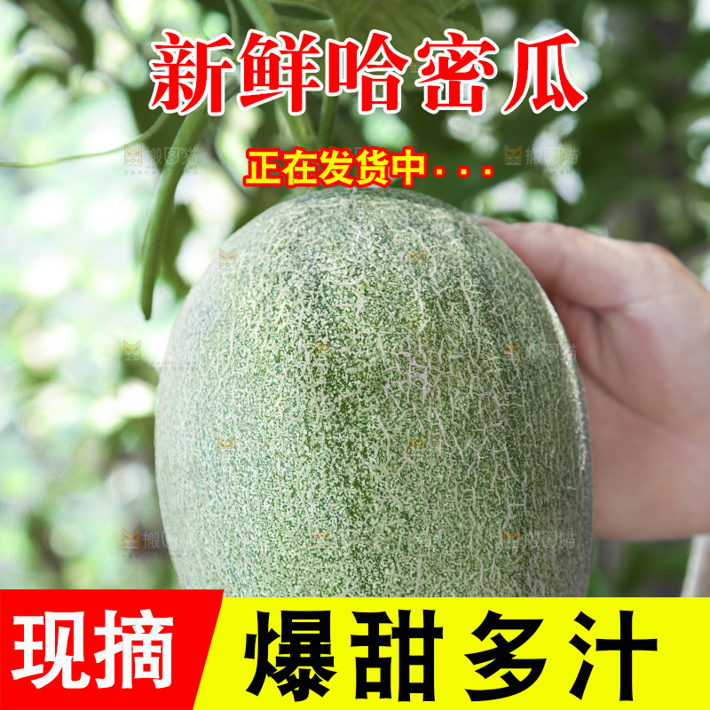手里拿着网纹蜜瓜