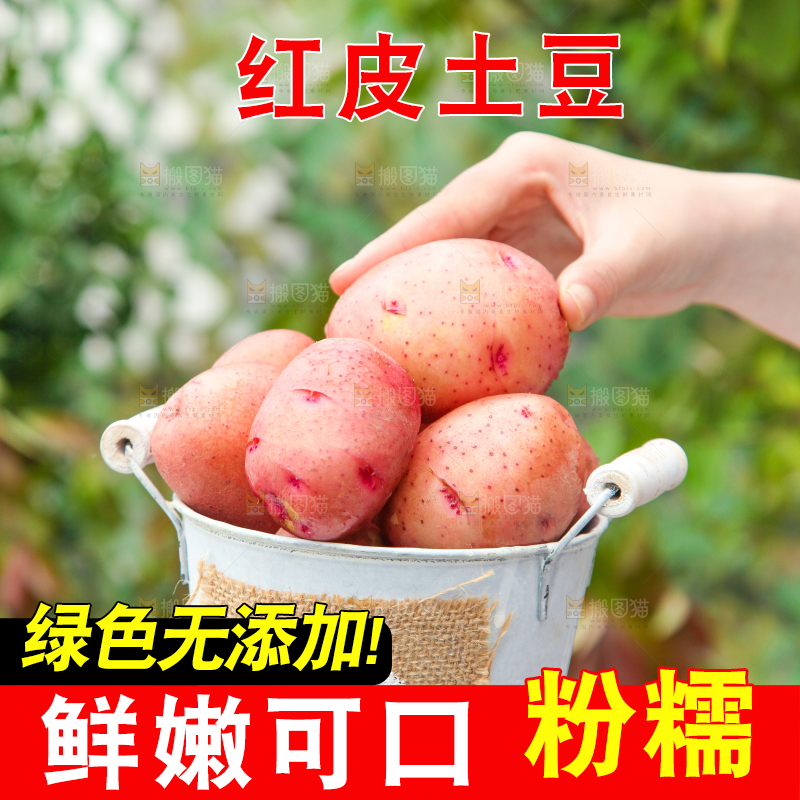 小桶里装着红皮土豆