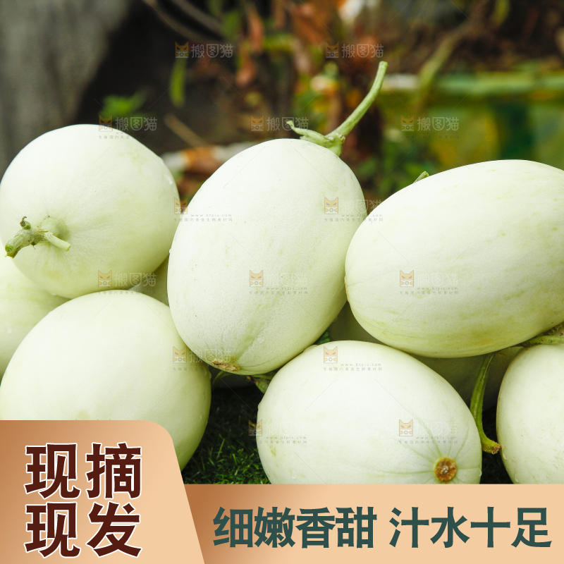 绿草地上摆放着玉菇甜瓜
