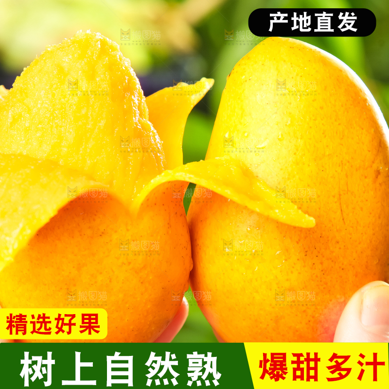 手里拿着台农芒果