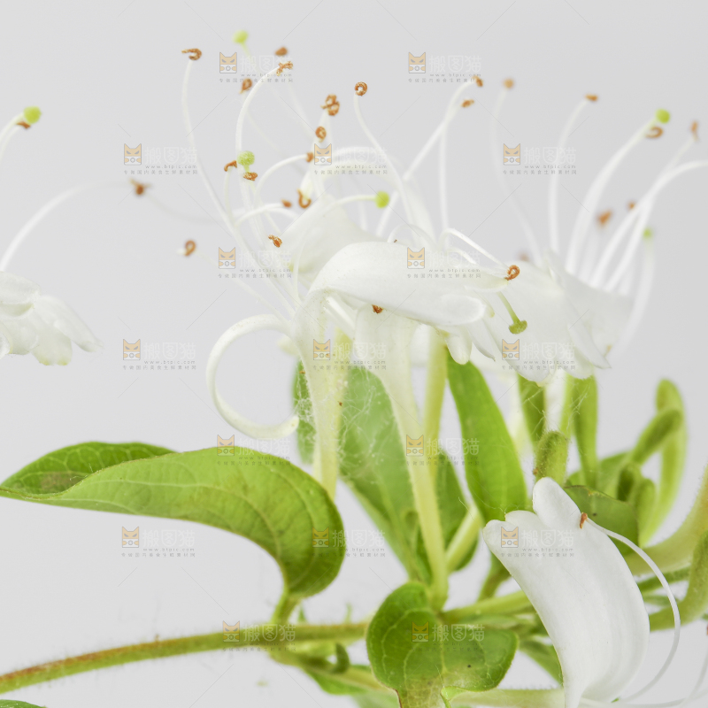 白底上放着金银花