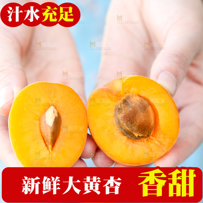 手里拿着秦岭头茬大黄杏