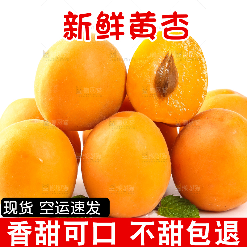 白底上放着陕西新鲜大黄杏