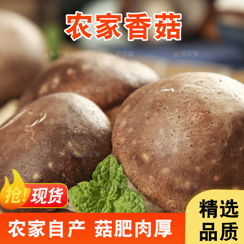 木底上摆放着新鲜香菇