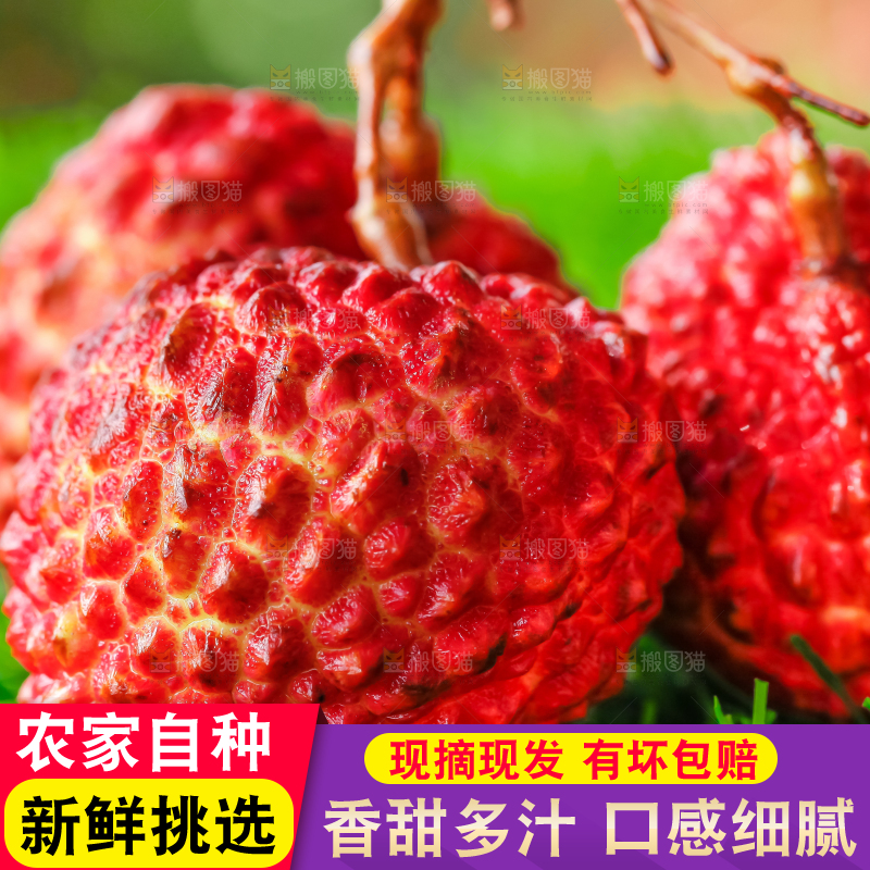草地上摆放着荔枝王