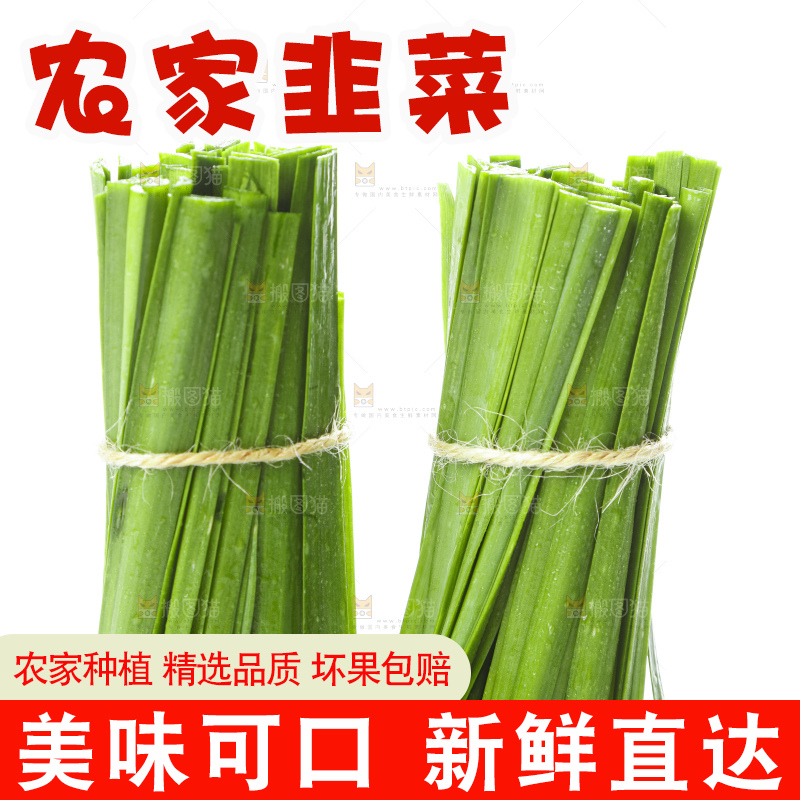 白底上摆放着一把嫩韭菜