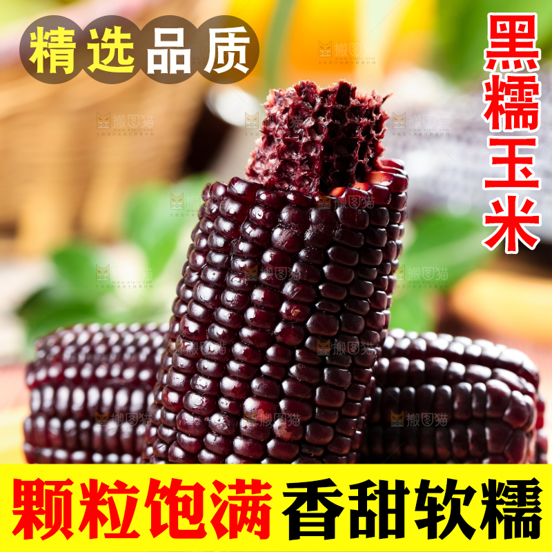 木底上摆放着黑玉米