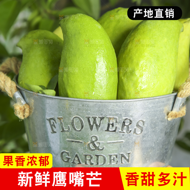 小铁桶里装着云南鹰嘴芒