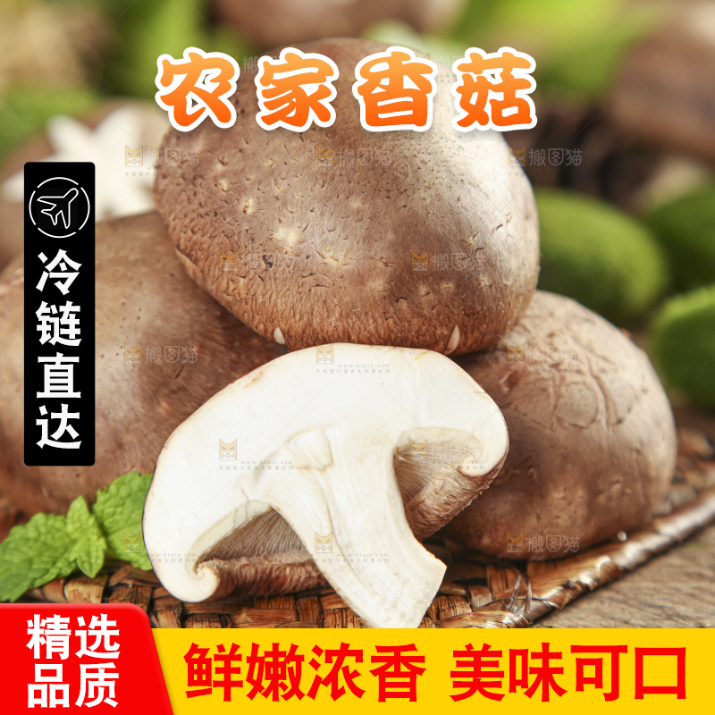木底上摆放着新鲜香菇