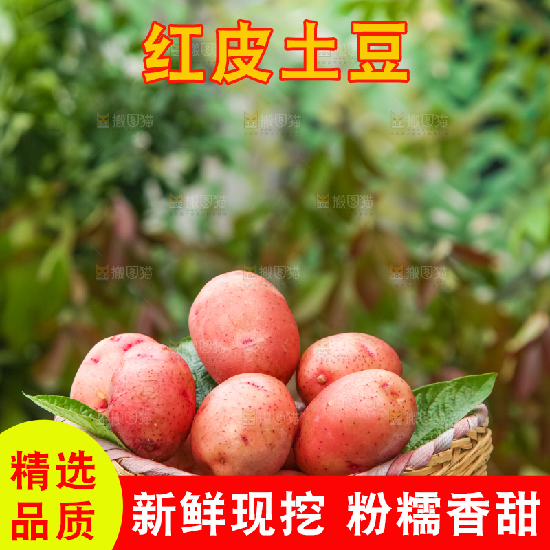 篮子里装着红皮黄心土豆