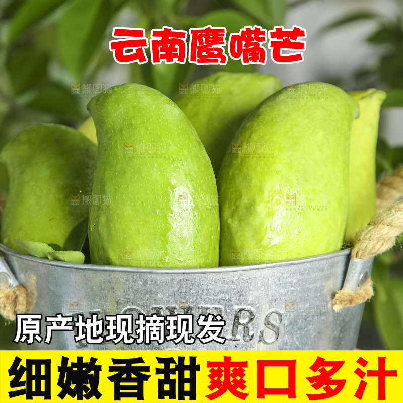 小铁桶里装着云南鹰嘴芒