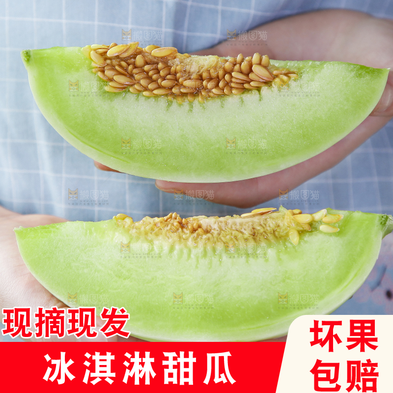 手里拿着山东玉菇甜瓜