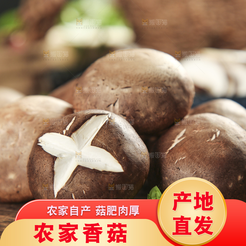 木底上摆放着新鲜香菇