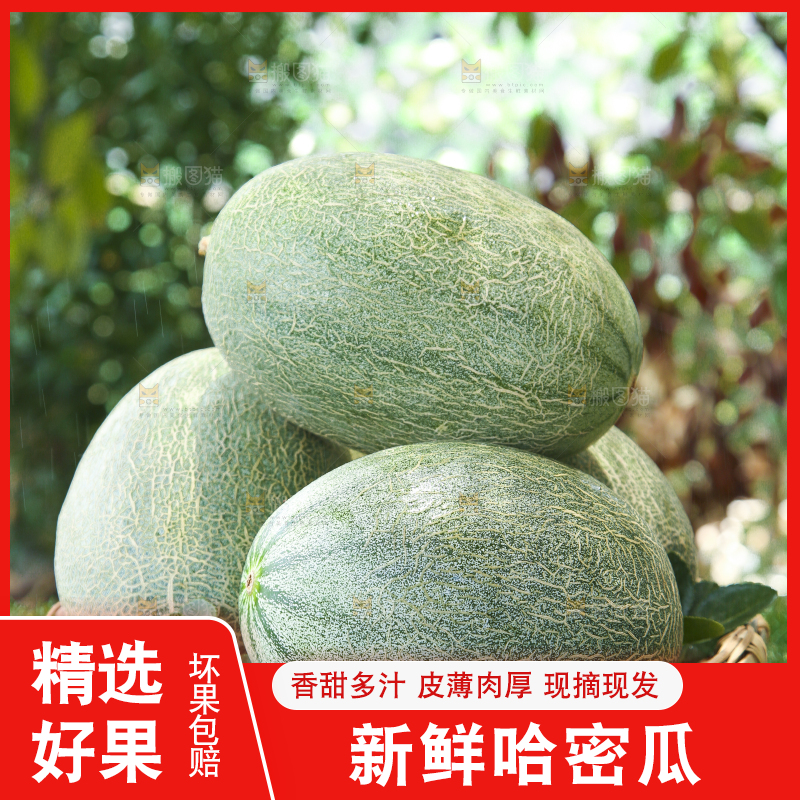 哈密瓜主图