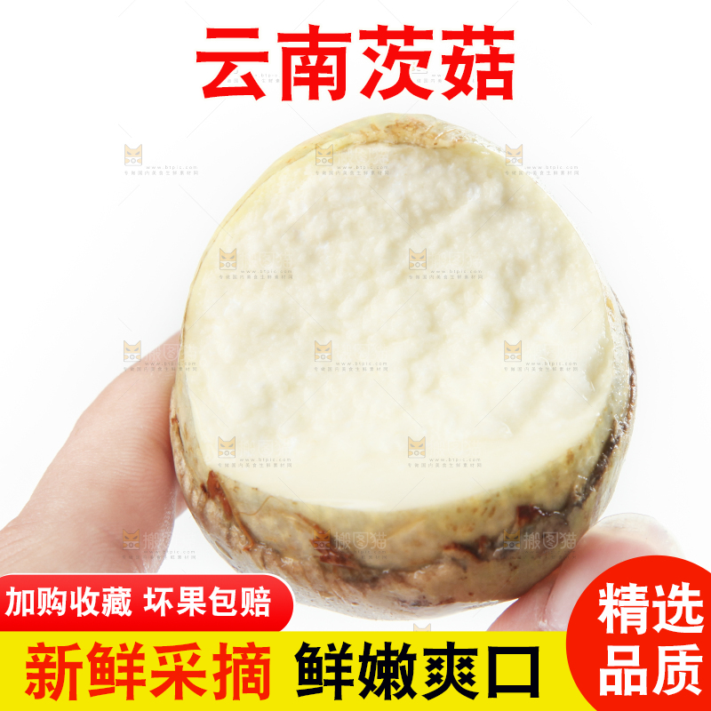 手里拿着慈菇