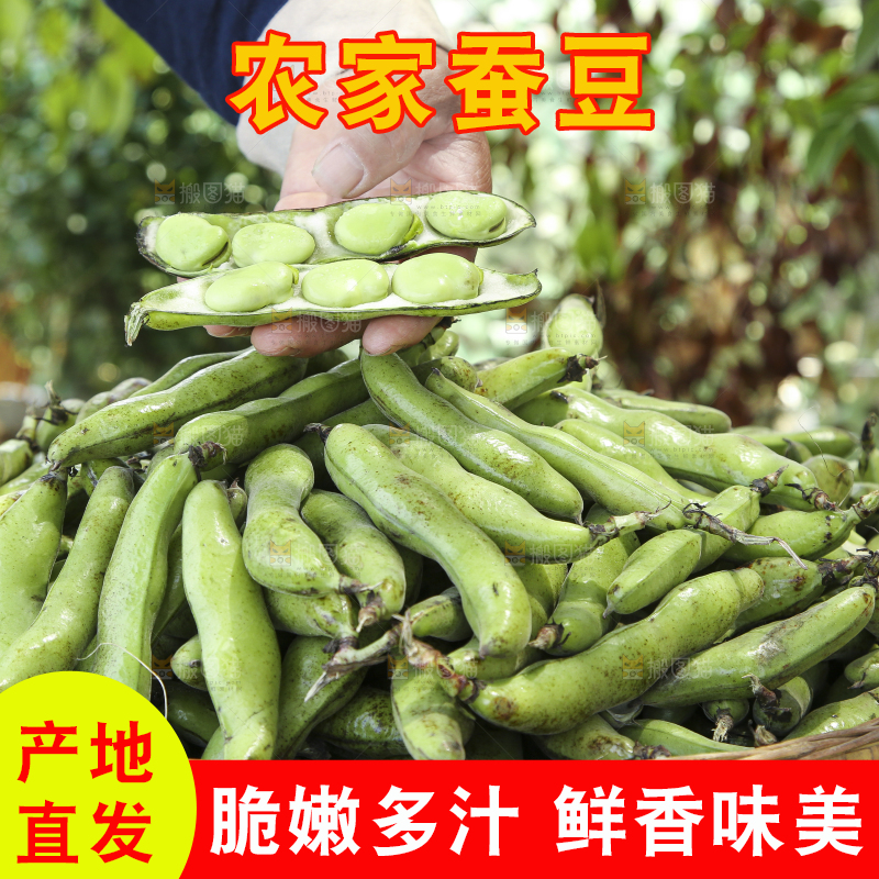 篮子里装着青胡豆