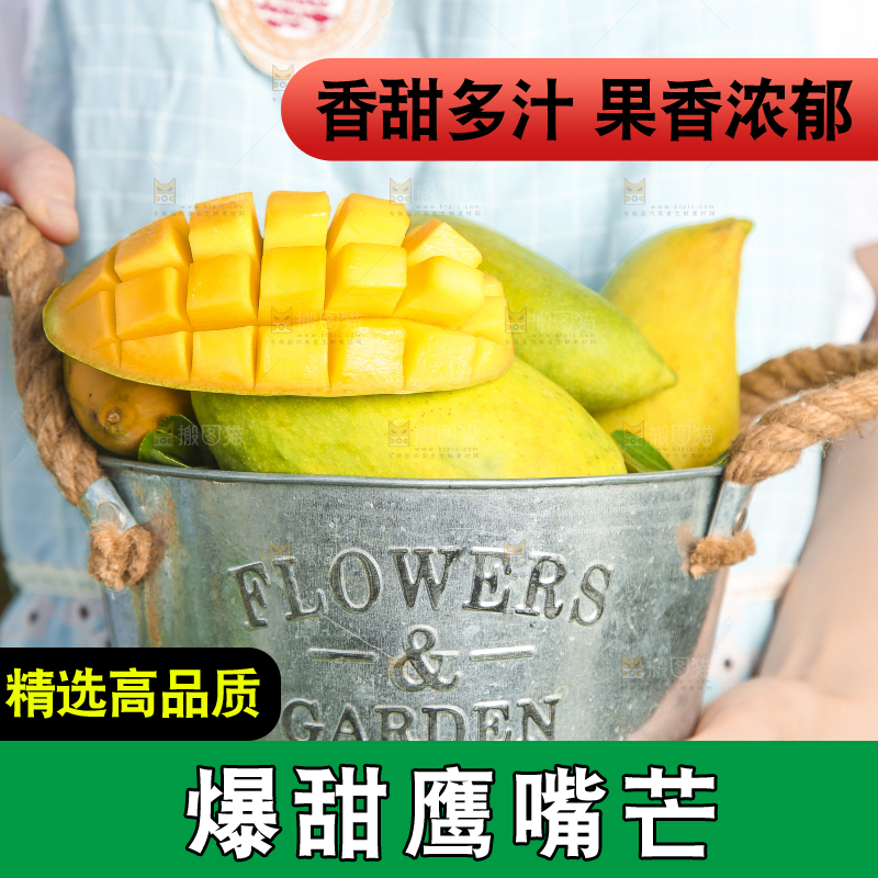小铁桶里装着云南鹰嘴芒