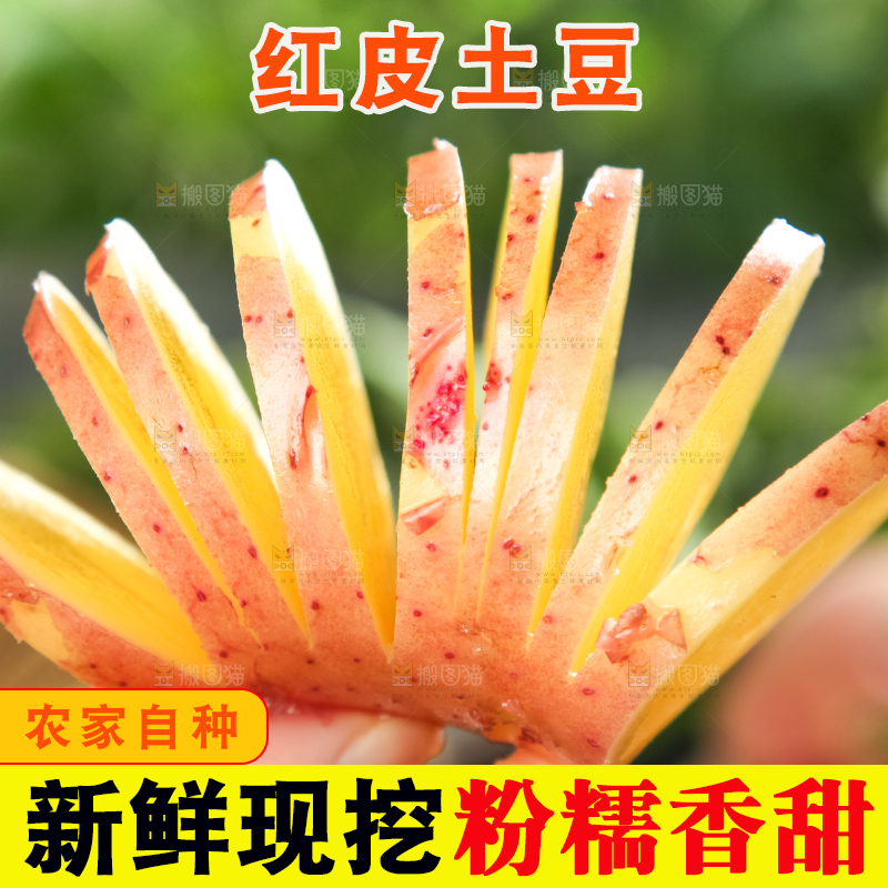 手里拿着红皮土豆