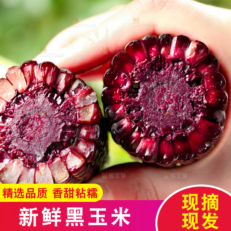 手里拿着紫玉米