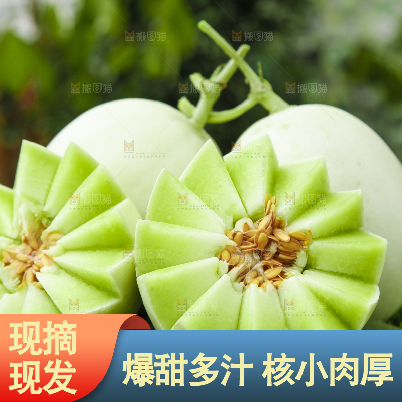草地上摆放着玉菇甜瓜