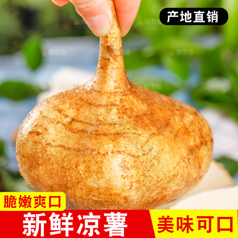手里拿着凉薯