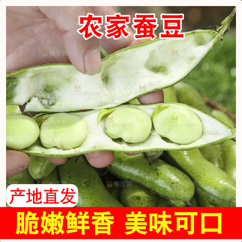 手里拿着新鲜蚕豆