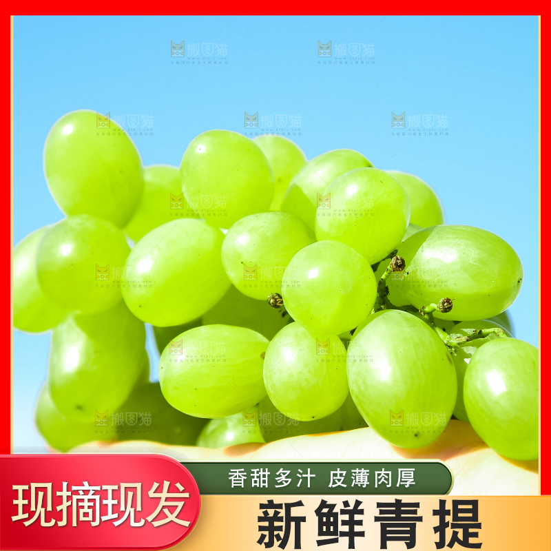 手里拿着澳洲无籽青提
