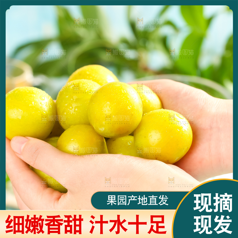 手里拿着新鲜黄金奈李