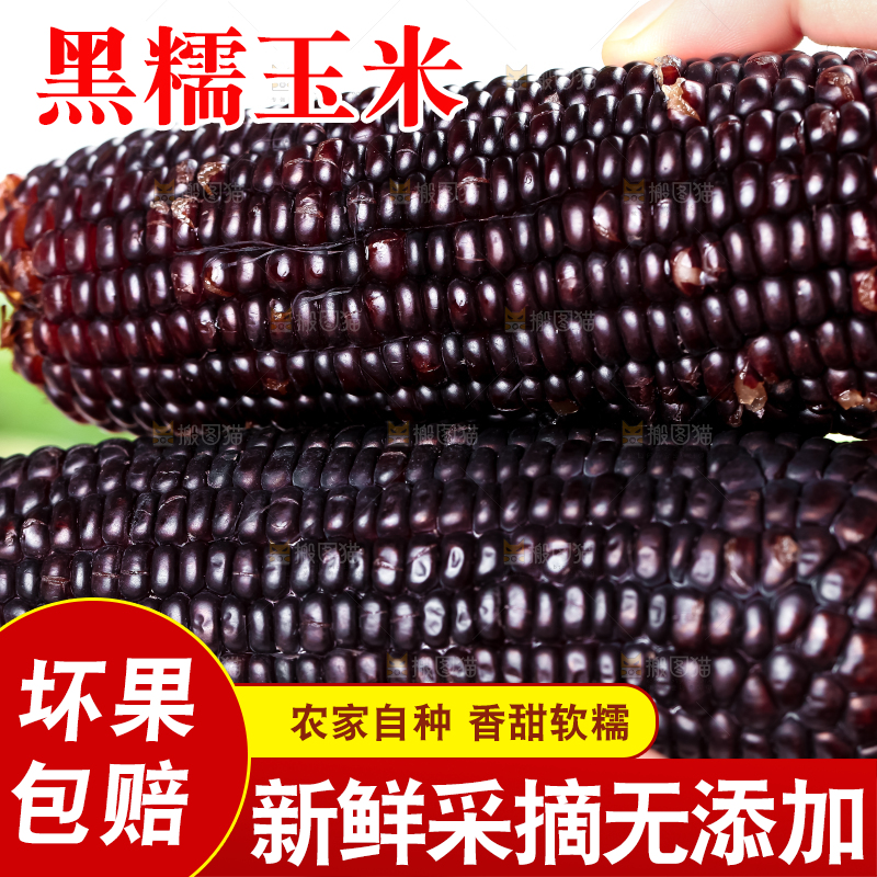 手里拿着黑珍珠玉米