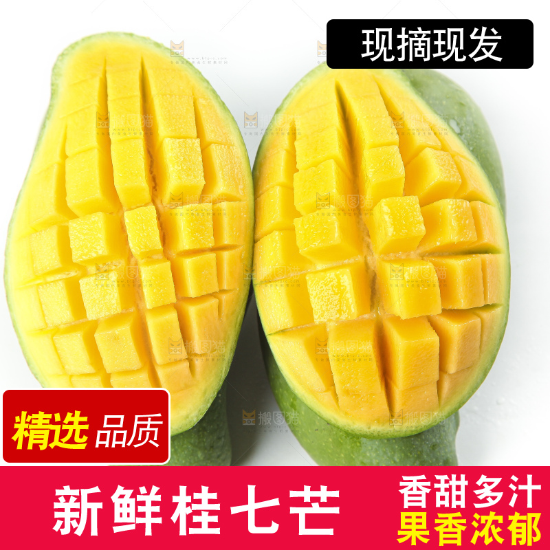 白底上放着青皮桂七芒