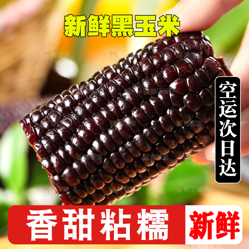 木底上摆放着东北黑玉米