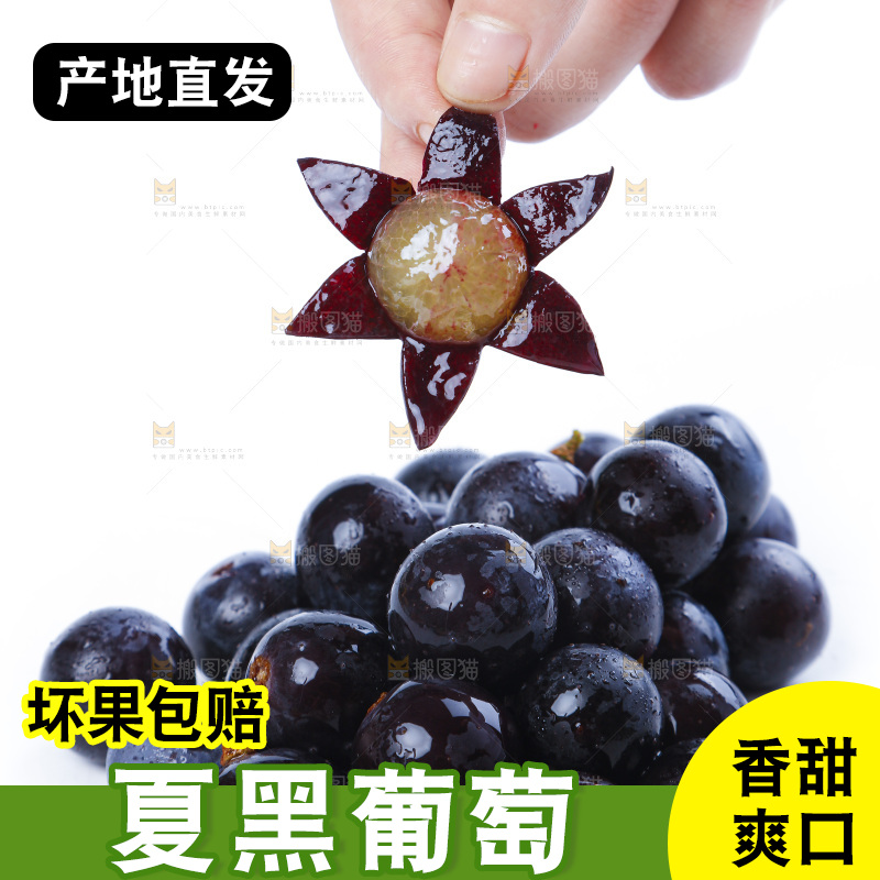 手里拿着黑加仑葡萄