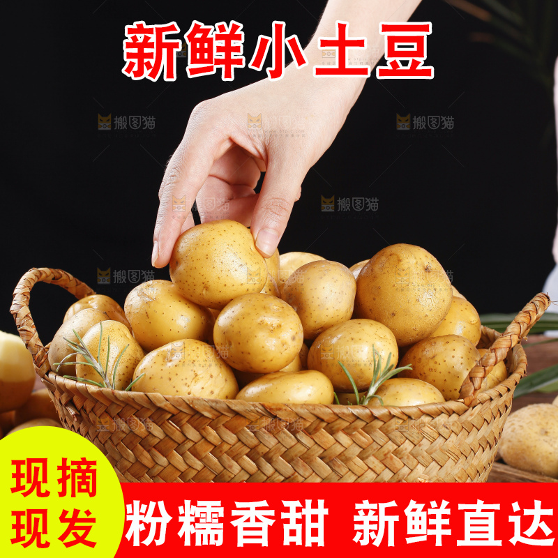 篮子里的山东黄皮小土豆