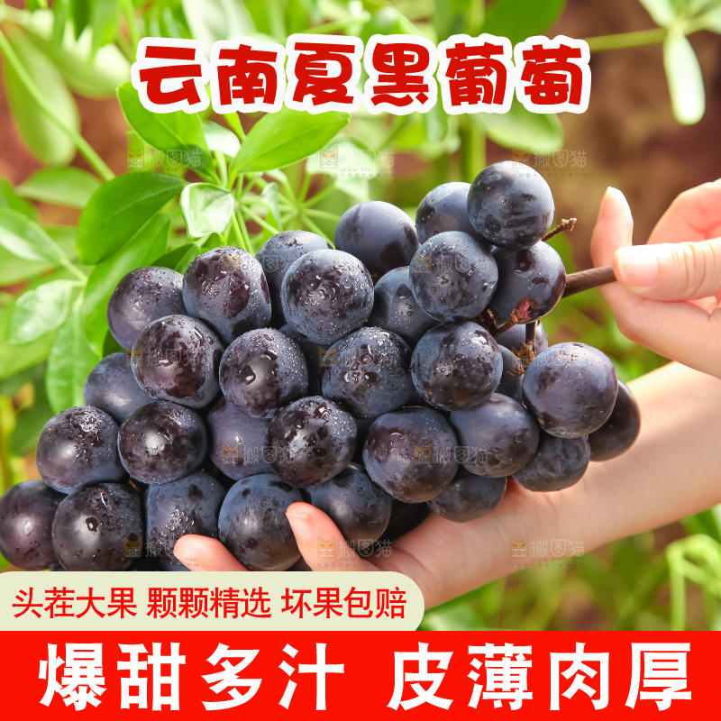 垫子上的云南夏黑无籽葡萄