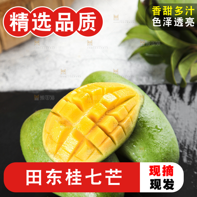 石板上的青皮桂七芒