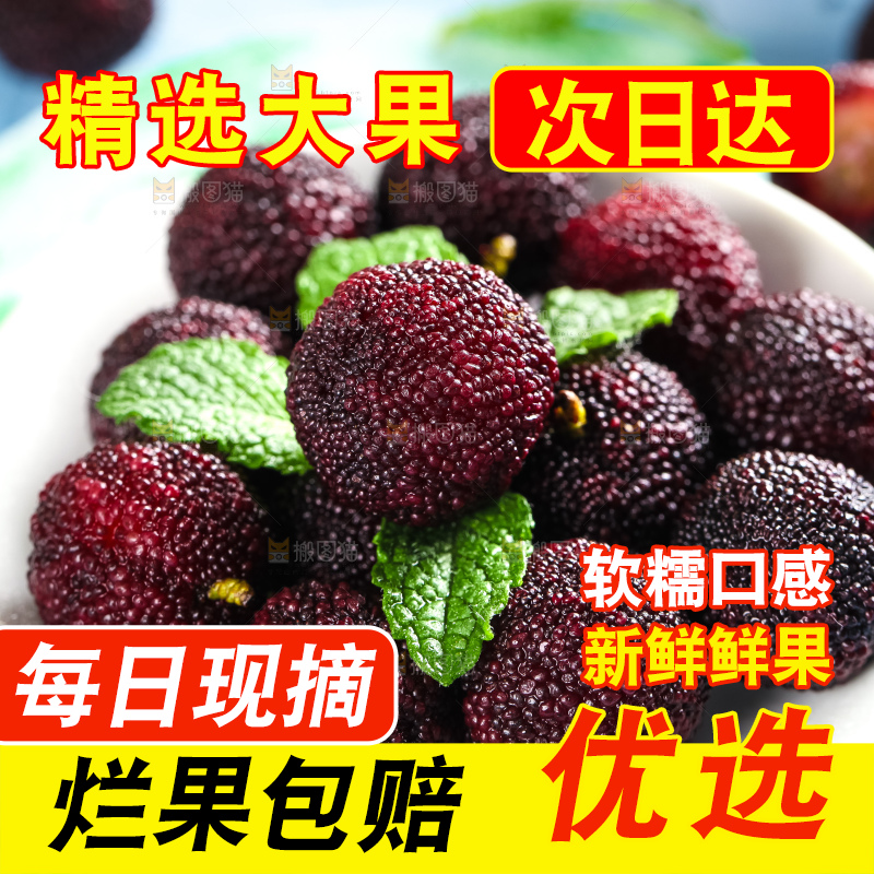 浅底上摆放着高山大杨梅