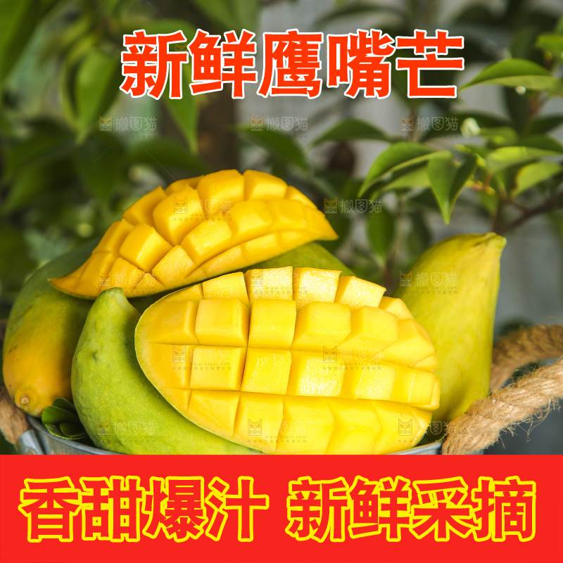 小铁桶里装着云南鹰嘴芒