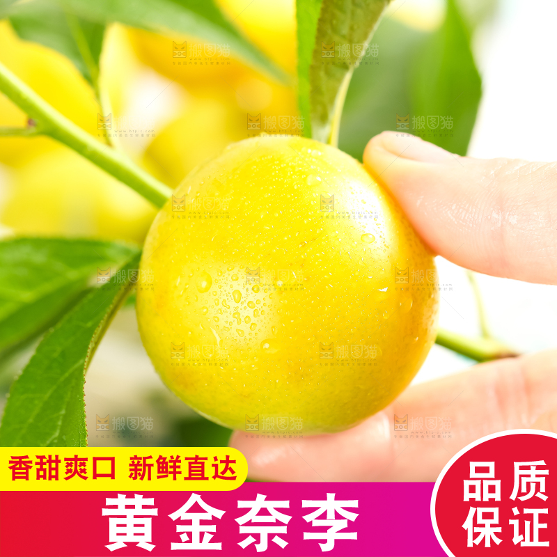 枝叶上的黄金李