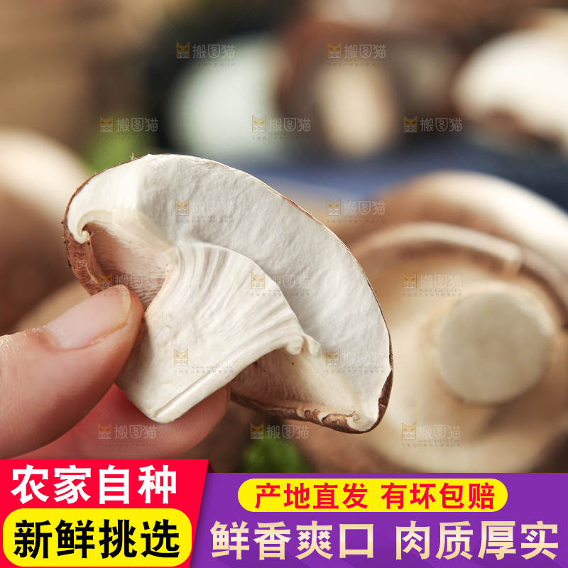 手里拿着菌菇