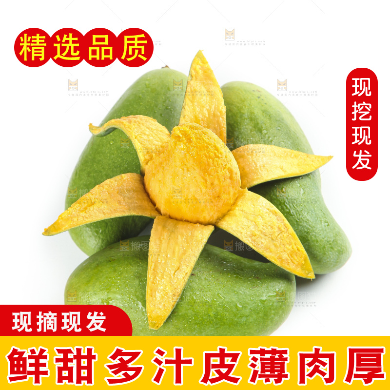 白底上的桂七香芒