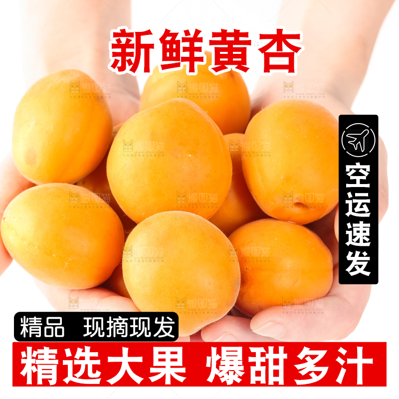 手里拿着大黄杏