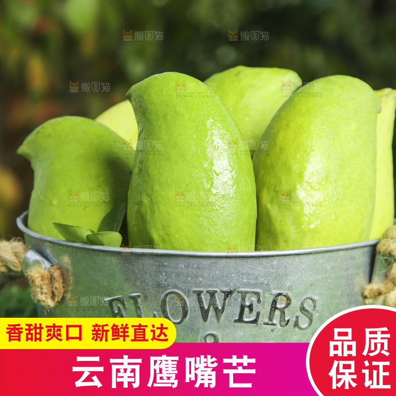 小铁桶里装着云南鹰嘴芒